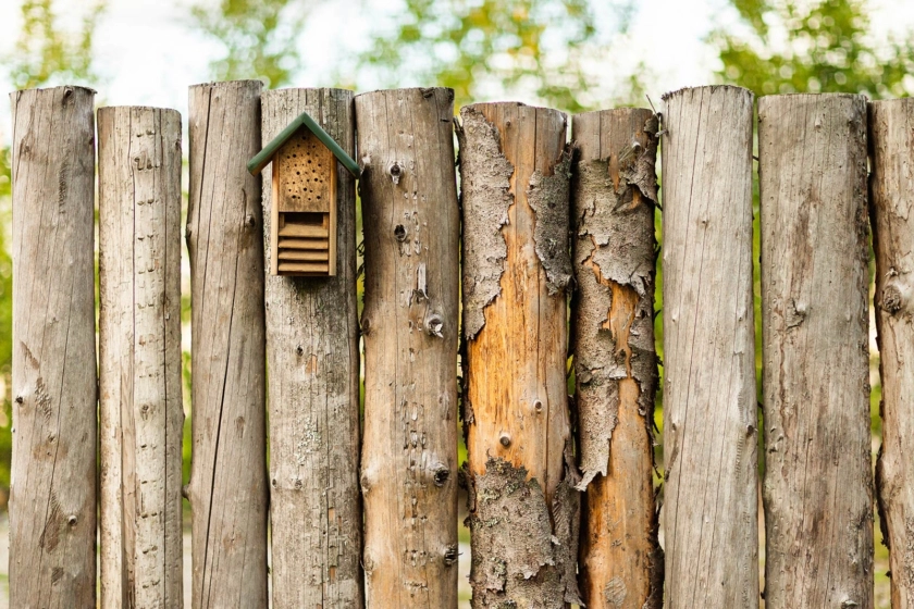 Hyresrätt Västerås för insekter